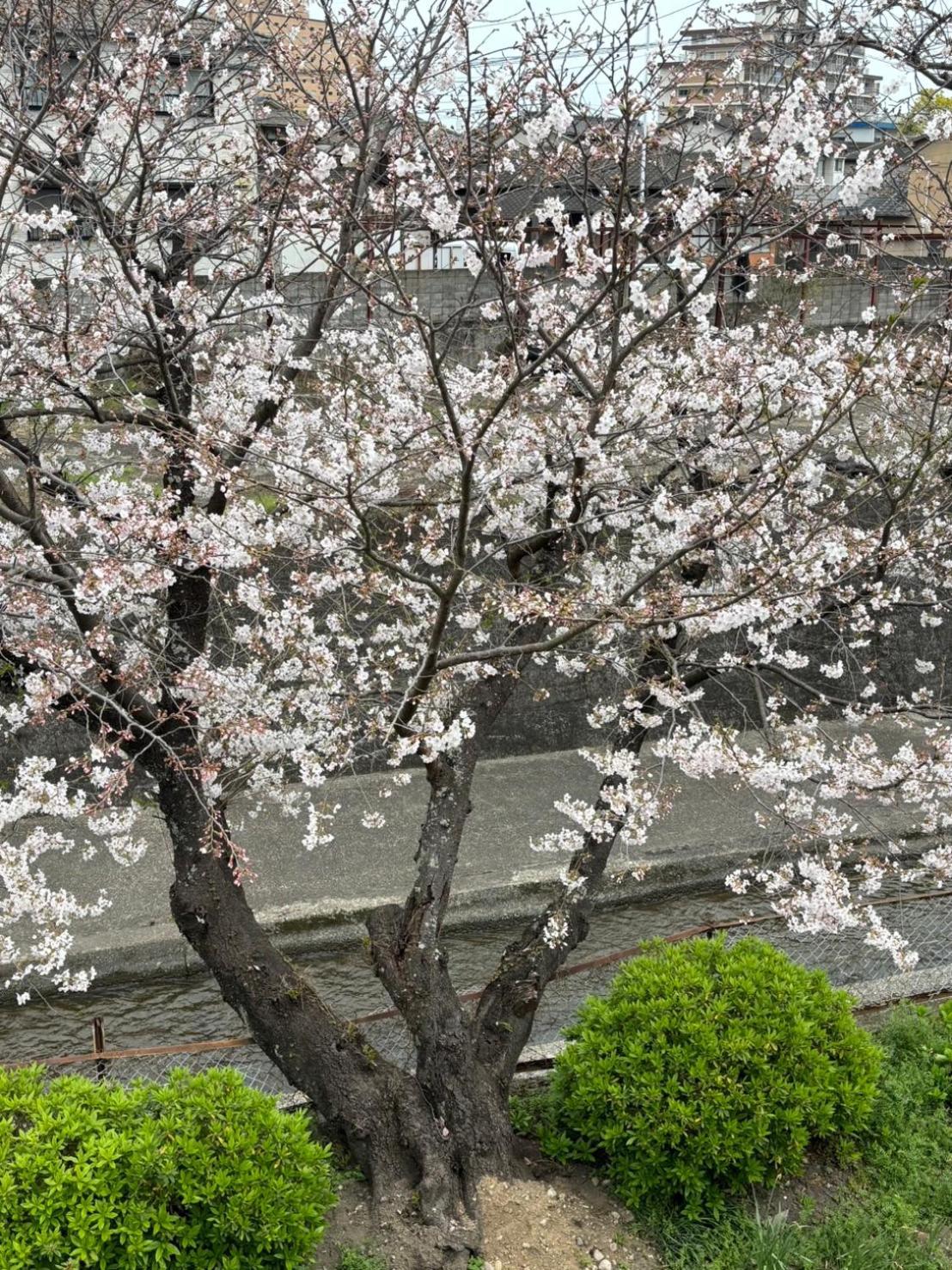 Guesthouse Sakichi Beppu Bagian luar foto
